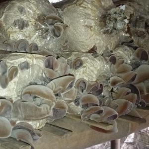 Jamur Kuping Fresh Sarwo Aji