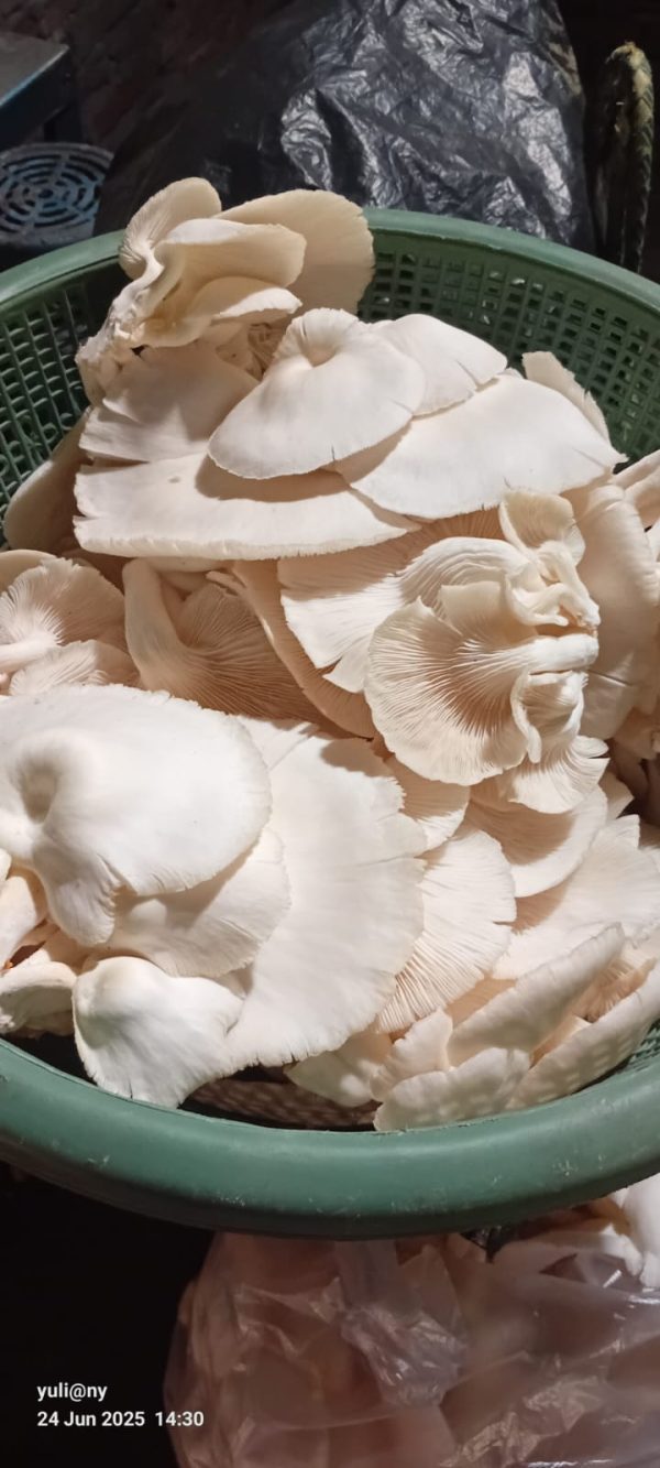 WhatsApp Image 2025-07-16 at 10.17.03 Jamur Tiram Fresh Restu Abadi