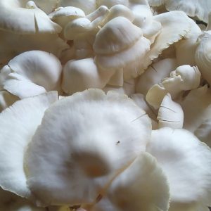 WhatsApp Image 2025-07-16 at 10.18.17 (1) Jamur Tiram Fresh Sarwo Aji