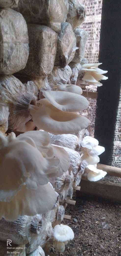 WhatsApp Image 2025-07-16 at 10.18.17 Jamur Tiram Fresh Sarwo Aji