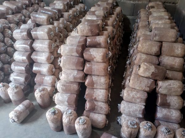 Baglog Jamur Tiram Sarwo Aji