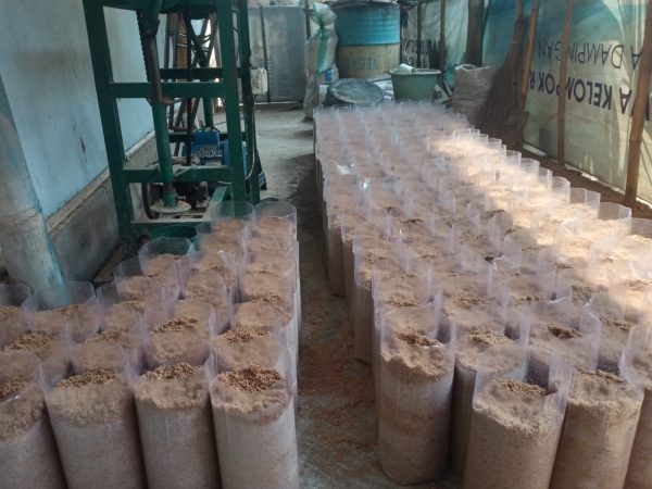 baglog cangkrep1 Baglog Jamur Tiram Restu Abadi