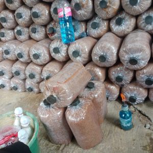 Baglog Jamur Tiram Restu Abadi