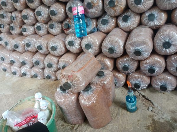 baglog sampel Baglog Jamur Tiram Restu Abadi