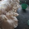 tiram fres1 Jamur Tiram Fresh Restu Abadi