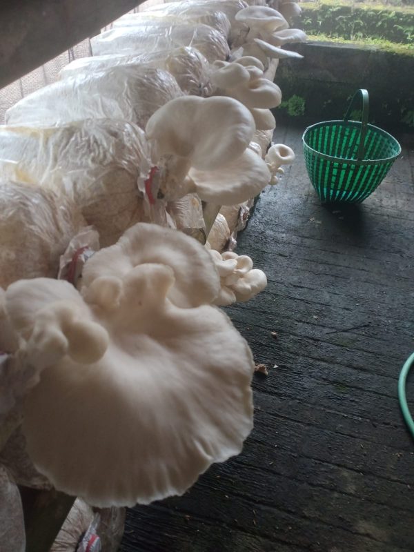 tiram fres1 Jamur Tiram Fresh Restu Abadi